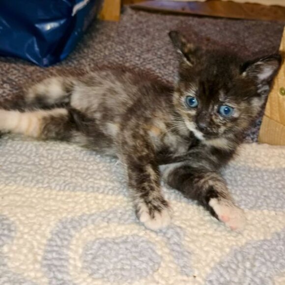 Meet your Posher, Teresa - Picture 3 of 9